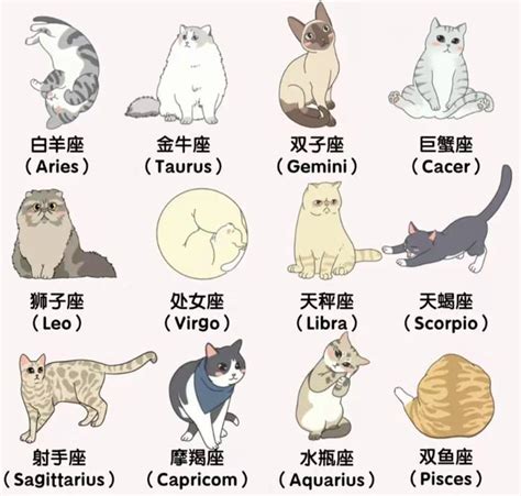 猫 五行